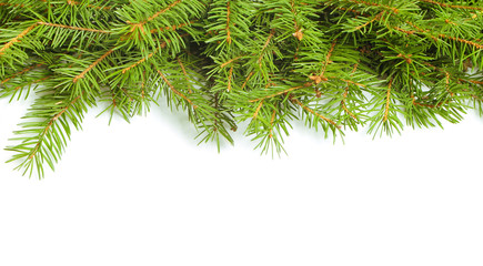 Obraz premium Fir branch