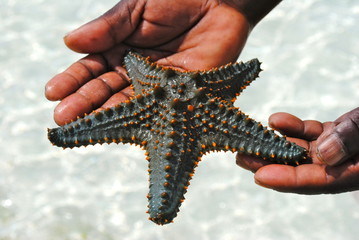 Starfish in Zanzibar - Stella marina a Zanzibar - obrazy, fototapety, plakaty