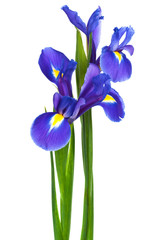 two iris