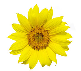 Fototapeta premium sunflower