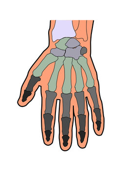 anatomie handknochen