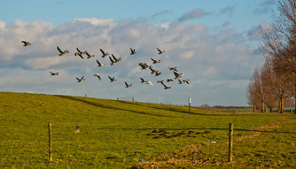 Obraz premium Geese flying away from a Dutch dike