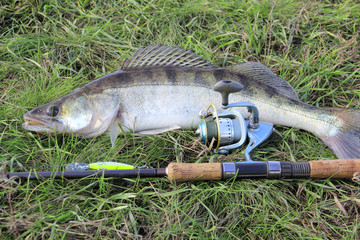 fishing catch - zander
