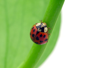 Ladybird