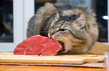 Cat eating piece of meat