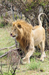 Naklejka premium Lion walks in Masai Mara National Reserve, Kenya