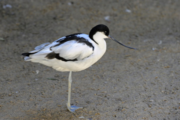avocet
