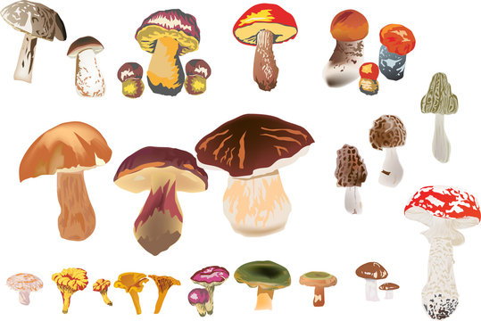 set of isolated color mushrooms