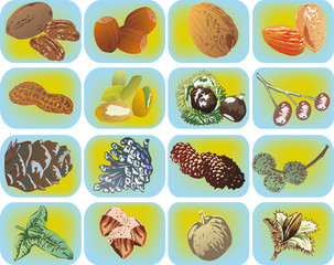set of nuts on light blue background