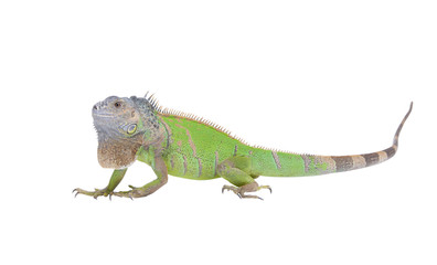 Obraz premium Iguana iguana isolated on white background
