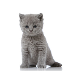 british short hair kitten