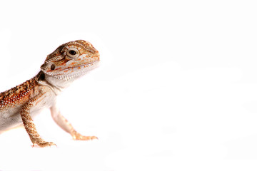 Fototapeta premium Bartagame agame Echse Lizzard Reptil pogoma viticeps