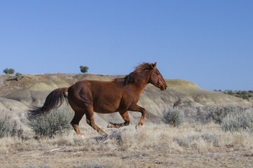 Wild Horse Running