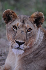 Fototapeta premium Portrait of lioness