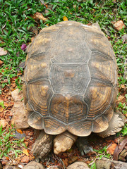 Tortoise, Thailand.