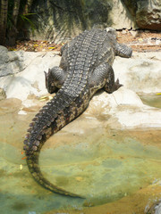 Crocodile, Thailand.