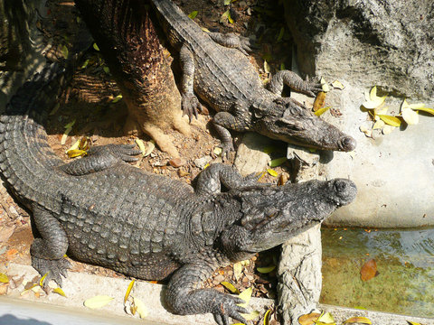 Crocodile, Thailand.