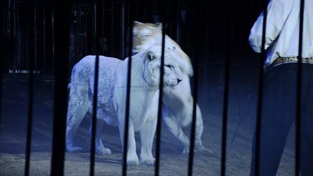 circo, le tigri
