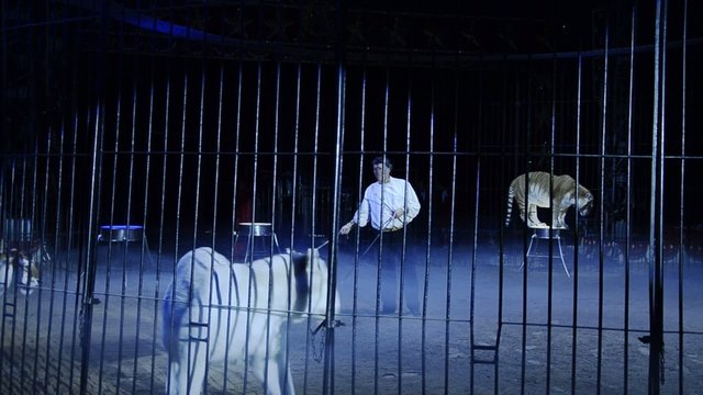 circo, una danza di tigri