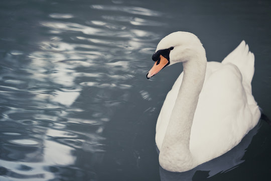 White Swan