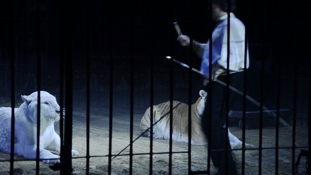 circo, il domatore di tigri