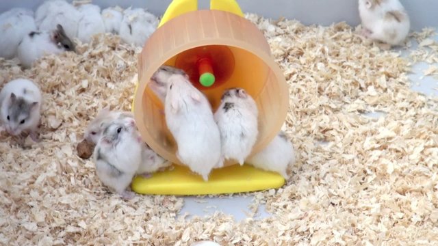 Hamster im Laufrad