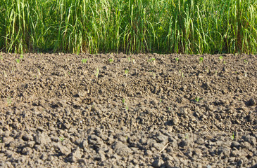 Conversion of vegetable seedlings planted in rows as well.