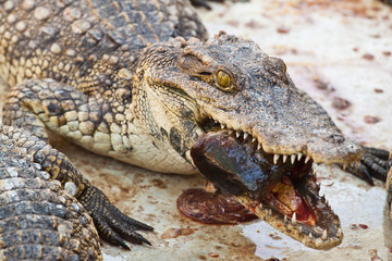 Obraz premium Lunch with Crocodile