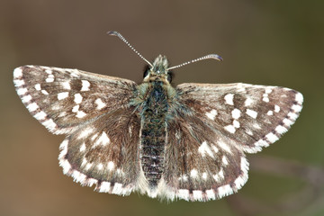 The Grizzled Skipper Pyrgus malvae