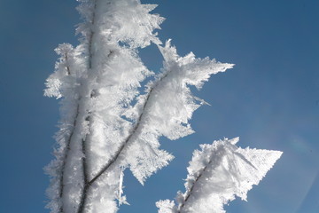Fototapeta na wymiar Ice plant