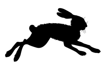 hare silhouette on white background © Sergey YAkovlev