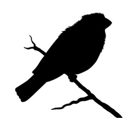 bird silhouette on white background