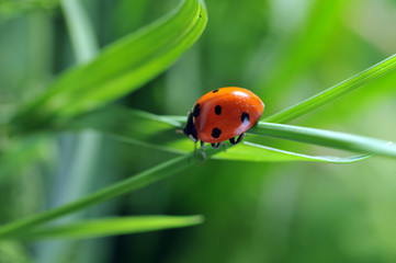Ladybug on grass