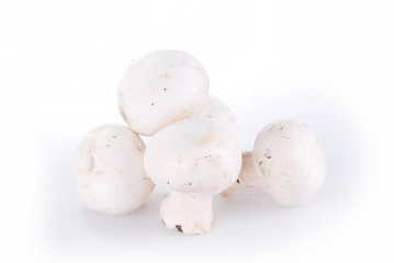 fresh mushroom