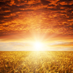 Plakat Złoty słońca na polu pszenicy