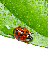 one ladybird on dewy leaf