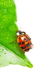 Acrylic prints Ladybugs ladybird on dewy leaf