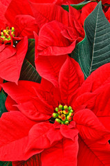 Red Poinsettia.