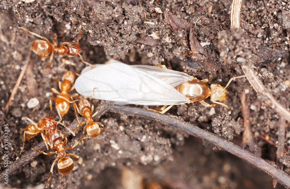 Sticker fire ants and ant queen, extreme close-up