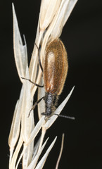 Lagria hirta on stem, macro photo