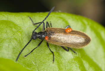 Lagria hirta with parasites, macro photo