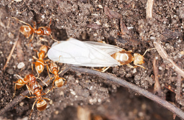 Fire ants and ant queen, extreme close-up