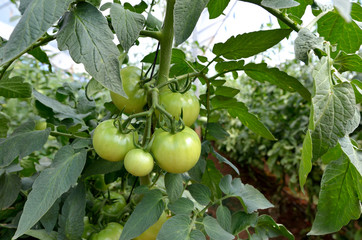 pomodori