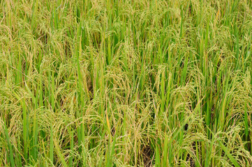 Rice Paddy Field