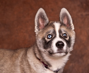 chiot husky aux yeux bleu