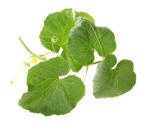 Green sprout melon on the white background (Cucumis melo)