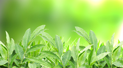Fototapeta na wymiar Green Nature plant with burred green background