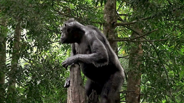 Black chimpanzee ( Bonobo)