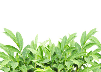 Green Nature plant isolate on white background