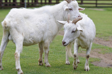 ヤギのポートレート